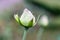 Closeup of a white rosebud covered with dewdrops.