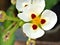 Closeup white Sagittaria montevidensis flower ,three-petalled lily ,California Aztec Arrowhead ,fiecha de agua plants with sunshin