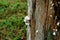 Closeup White Schizophyllum Commune Fungus or Split-gill Mushrooms Growing on the Tree Trunk