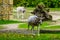 Closeup of a white screwhorn antelope walking towards camera, critically endangered animal specie from Africa