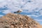 Closeup white sea gull sits and rests on stone against the sky