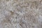 Closeup of a white shaggy carpet texture