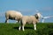 Closeup of white sheep grazing on green grass on a pasture agaist windmills