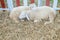 Closeup white sheep sleep on straw grass floor in farm background with copy space