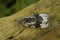 Closeup on the white shouldered marble moth, Apotomis turbidana