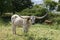 Closeup of white speckled Longhorn with huge horns