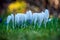 Closeup of white spring crocus under the sunlight with a blurry background