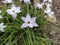 Closeup of white spring flower Ipheion uniflorum