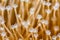 Closeup of white star shaped polyps of weeping willow leather coral