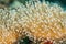 Closeup of white star shaped polyps weeping willow leather coral, Catalaphyllia jardinei