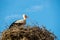 Closeup white storks on the nest, Ciconia ciconia