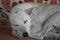 Closeup of a white street dog sleeping on the street in Hua Hin, Thailand, Asia