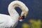 Closeup of white swan