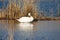 Closeup of white swan cleaning feathers and floating on rippled lake with reflections and dried reed on background
