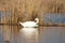 Closeup of white swan cleaning feathers on ripples lake with golden reed on background