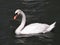 Closeup of white swan on dark water