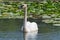 A closeup white swan with fine fishing wire around neck