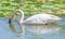 A closeup white swan with fine fishing wire around neck