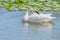 A closeup white swan with fine fishing wire around neck