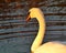 Closeup of a white swan floating in a tranquil body of water, its graceful neck curved upward.