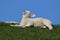 Closeup of a white Texel sheep lambs sitting on fresh green grass in field under blue sky