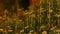 Closeup of white tiny flowers in green shrubs in golden hour