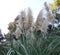 Closeup of white to beige cat tails