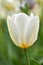 Closeup of white Tulip flower petals summers day in a garden with copyspace. Zoom in on seasonal flowers growing in a