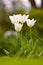 Closeup of white Tulips in a park or garden on a summers day with bokeh background copyspace. Zoom in on seasonal