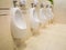 Closeup of white urinals for men