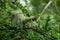 Closeup of the white Usnea barbata fungus on the tree branches with green leaves in the park