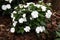 A closeup of a white vinca plant in bloom.