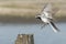 Closeup of a White Wagtail bird in flight