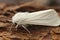 Closeup on the white water ermine owlet moth, Spilosoma urticae