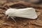 Closeup on the white Water ermine tussock moth, Spilosoma urticae, sitting on wood