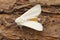 Closeup on the white Water ermine tussock moth, Spilosoma urticae, sitting on wood