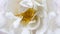 Closeup white wild rose flower. Trendy macro bloom and flowerscape picture. Creative horizontal banner, open composition.