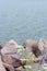 Closeup of white wildflowers in front of large quartzite rocks a