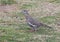 Closeup of a White-winged Dove on the ground