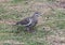 Closeup of a White-winged Dove on the ground