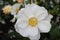 Closeup of a white Woods\\\' rose surrounded by greenery under the sunlight with a blurry background