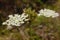 Closeup of white yarrow wildflowers and green leaves with green background