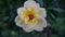 Closeup White Yellow Rose In Natural Light