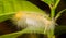 Closeup of White and Yellow worm on the green leaf