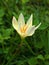 Closeup white-yellow Zephyranthes flower plants in garden with green blurred background