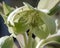 Closeup of white young Hellebore flower with stamen detail