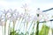 closeup white zephyranthes flowers and green leaves on natural light blur background. Selective Focus