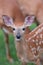 Closeup of a Whitetail Baby Deer Fawn
