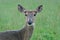 Closeup of Whitetail Deer Doe