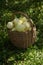 Closeup of the wicker basket full of ripe white ripe apples